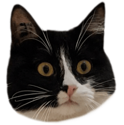 chat de l'équipe Sakura